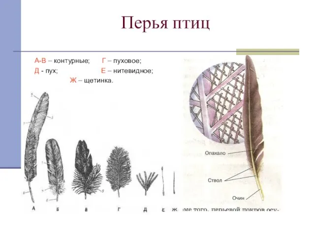 Перья птиц А-В – контурные; Г – пуховое; Д - пух; Е