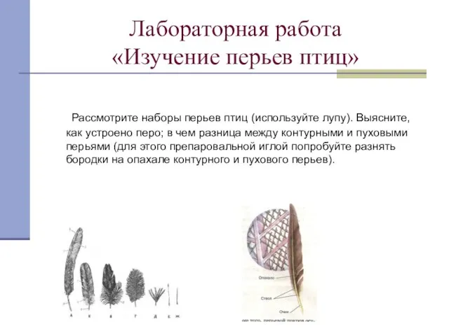 Лабораторная работа «Изучение перьев птиц» Рассмотрите наборы перьев птиц (используйте лупу). Выясните,