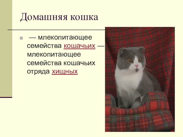 Домашняя кошка — млекопитающее семейства кошачьих — млекопитающее семейства кошачьих отряда хищных