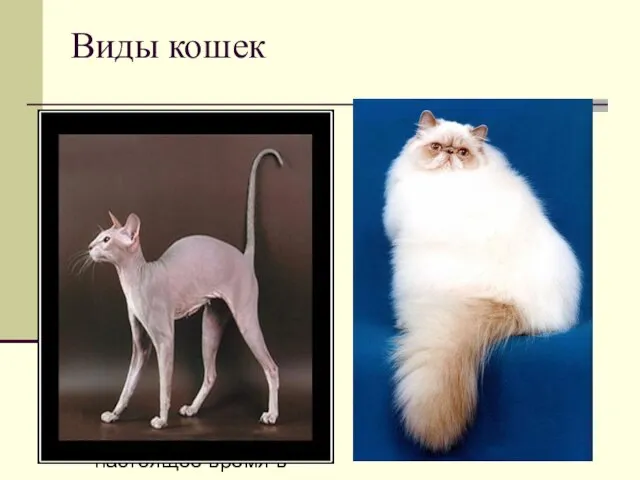 Виды кошек В настоящее время в мире насчитывается около 600 млн домашних