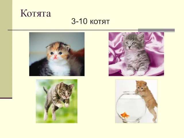 Котята 3-10 котят