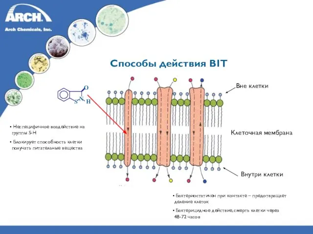 Способы действия BIT Вне клетки Клеточная мембрана Внутри клетки Бактериостатичен при контакте