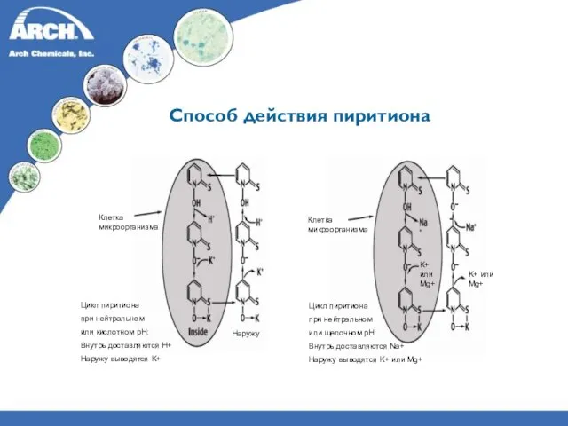 Способ действия пиритиона Клетка микроорганизма Цикл пиритиона при нейтральном или кислотном pH: