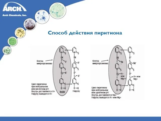 Способ действия пиритиона