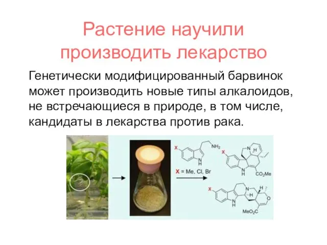 Растение научили производить лекарство Генетически модифицированный барвинок может производить новые типы алкалоидов,