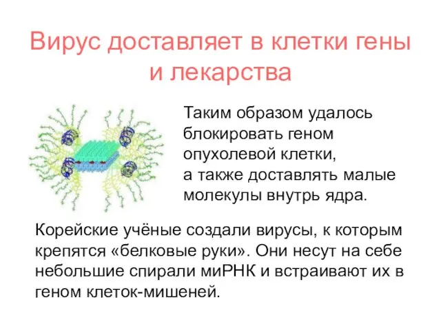 Вирус доставляет в клетки гены и лекарства Таким образом удалось блокировать геном