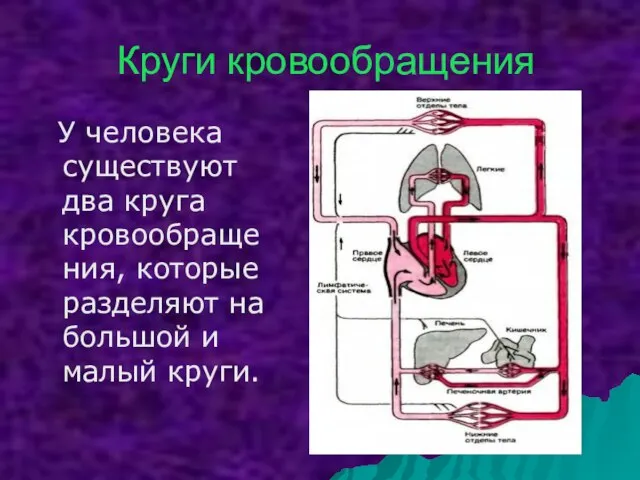 Круги кровообращения У человека существуют два круга кровообращения, которые разделяют на большой и малый круги.