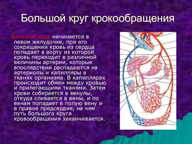 Большой круг крокообращения Большой круг начинается в левом желудочке, при его сокращении