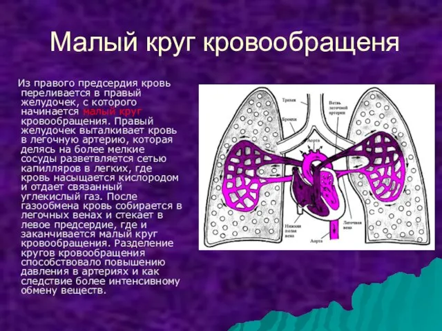 Малый круг кровообращеня Из правого предсердия кровь переливается в правый желудочек, с