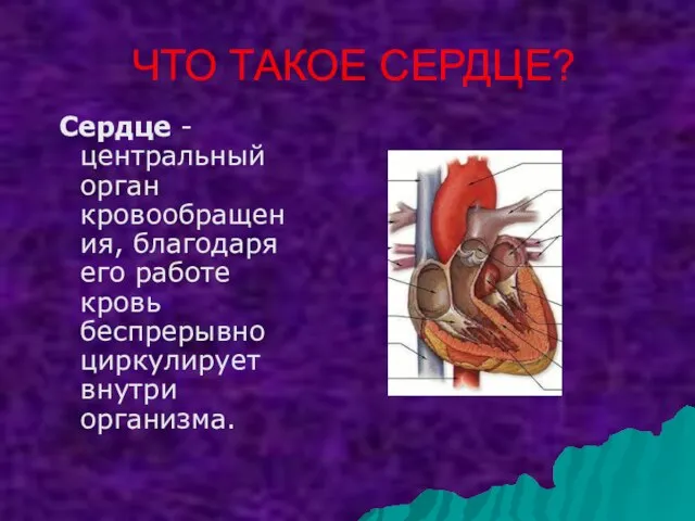 ЧТО ТАКОЕ СЕРДЦЕ? Сердце - центральный орган кровообращения, благодаря его работе кровь беспрерывно циркулирует внутри организма.