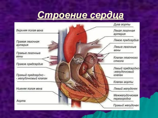 Строение сердца