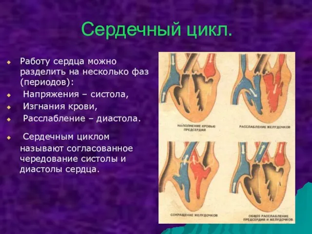 Сердечный цикл. Работу сердца можно разделить на несколько фаз (периодов): Напряжения –