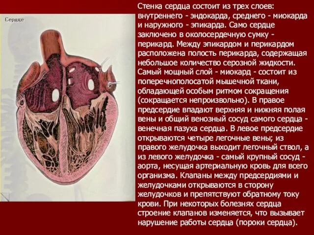 Стенка сердца состоит из трех слоев: внутреннего - эндокарда, среднего - миокарда