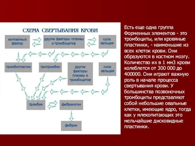 Есть еще одна группа Форменных элементов - это тромбоциты, или кровяные пластинки,