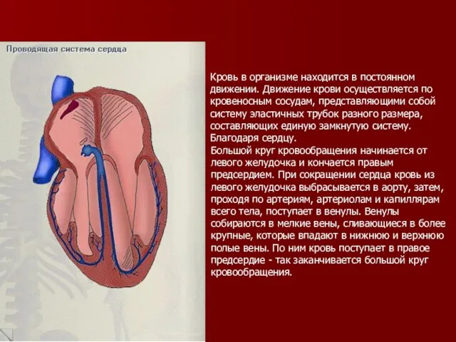 Кровь в организме находится в постоянном движении. Движение крови осуществляется по кровеносным