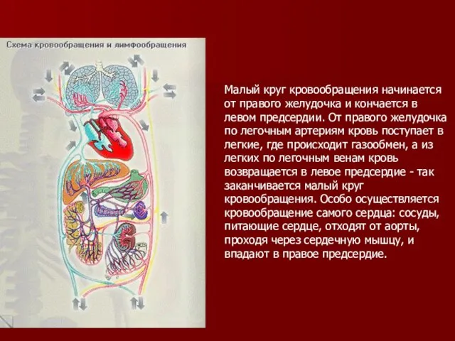 Малый круг кровообращения начинается от правого желудочка и кончается в левом предсердии.