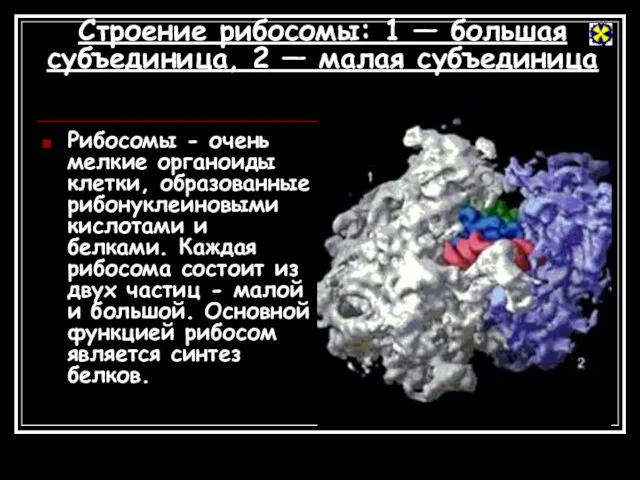 Строение рибосомы: 1 — большая субъединица, 2 — малая субъединица Рибосомы -