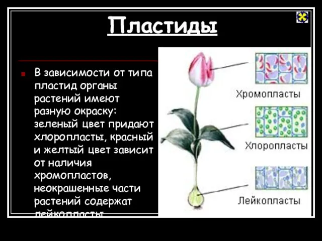 Пластиды В зависимости от типа пластид органы растений имеют разную окраску: зеленый