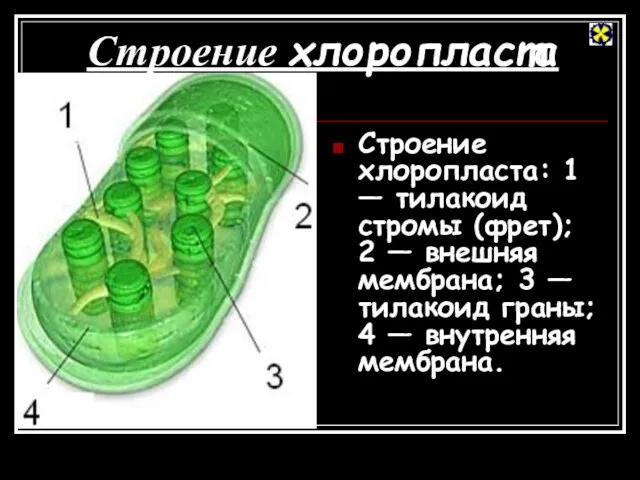 Строение хлоропласта Строение хлоропласта: 1 — тилакоид стромы (фрет); 2 — внешняя