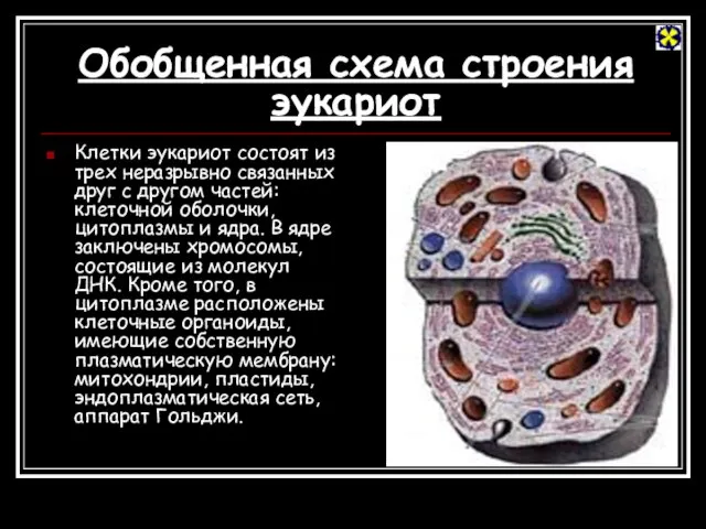 Обобщенная схема строения эукариот Клетки эукариот состоят из трех неразрывно связанных друг