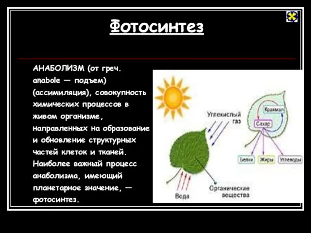 Фотосинтез АНАБОЛИЗМ (от греч. anabole — подъем) (ассимиляция), совокупность химических процессов в