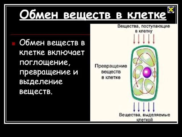 Обмен веществ в клетке Обмен веществ в клетке включает поглощение, превращение и выделение веществ.