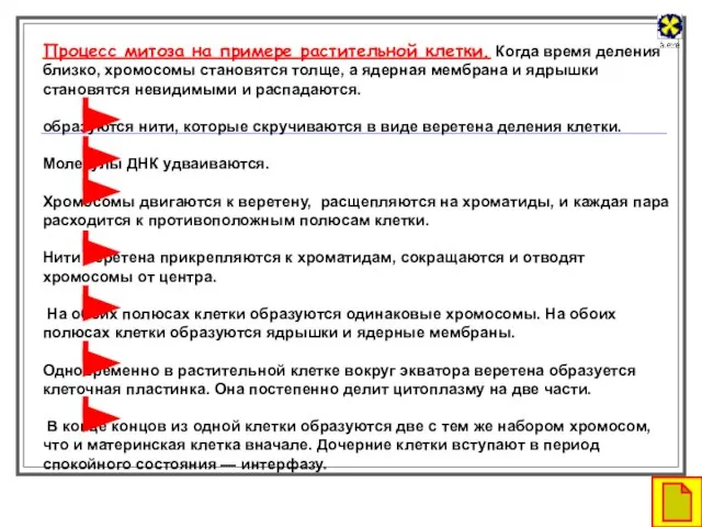 Процесс митоза на примере растительной клетки. Когда время деления близко, хромосомы становятся