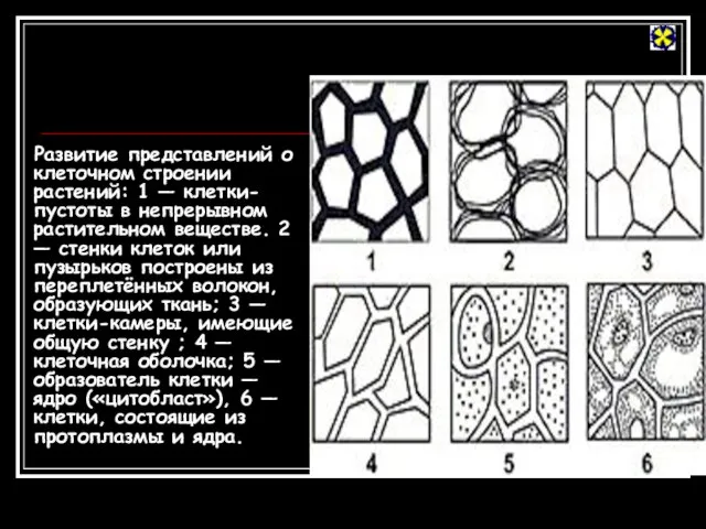 Развитие представлений о клеточном строении растений: 1 — клетки-пустоты в непрерывном растительном