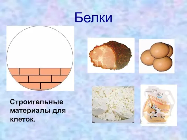 Белки