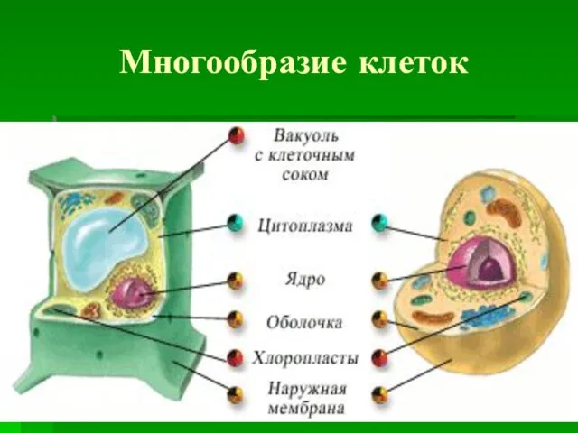 Многообразие клеток