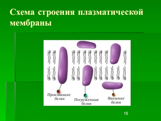 Схема строения плазматической мембраны