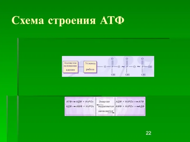 Схема строения АТФ