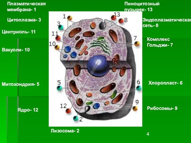 Плазматическая мембрана- 1 Лизосома- 2 Цитоплазма- 3 Митохондрия- 5 Хлоропласт- 6 Комплекс