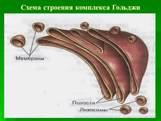 Схема строения комплекса Гольджи