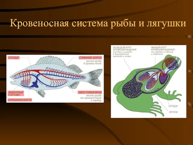Кровеносная система рыбы и лягушки