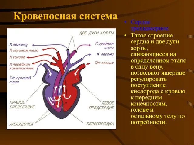 Кровеносная система Сердце трехкамерное. Такое строение сердца и две дуги аорты, сливающиеся