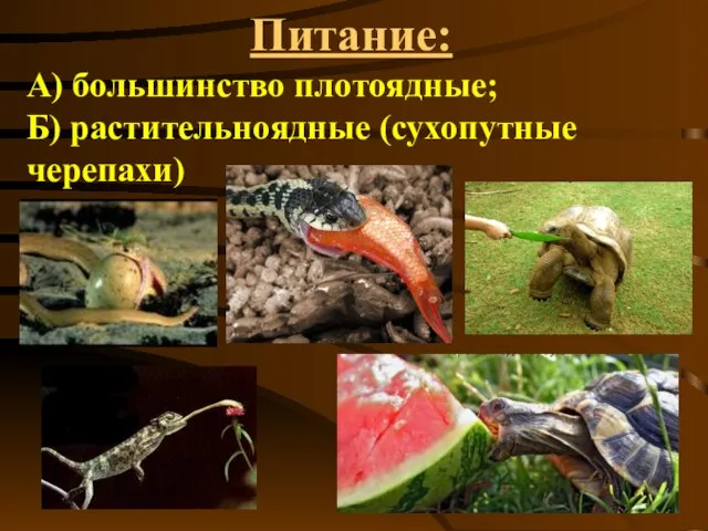 Питание: А) большинство плотоядные; Б) растительноядные (сухопутные черепахи)