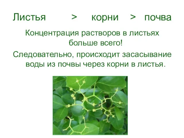 Листья > корни > почва Концентрация растворов в листьях больше всего! Следовательно,
