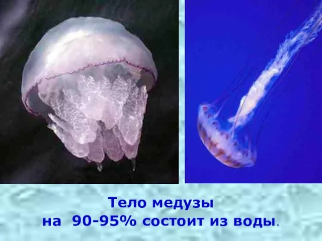 Тело медузы на 90-95% состоит из воды.