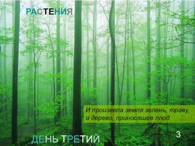 ДЕНЬ ТРЕТИЙ И произвела земля зелень, траву, и дерево, приносящее плод РАСТЕНИЯ 3