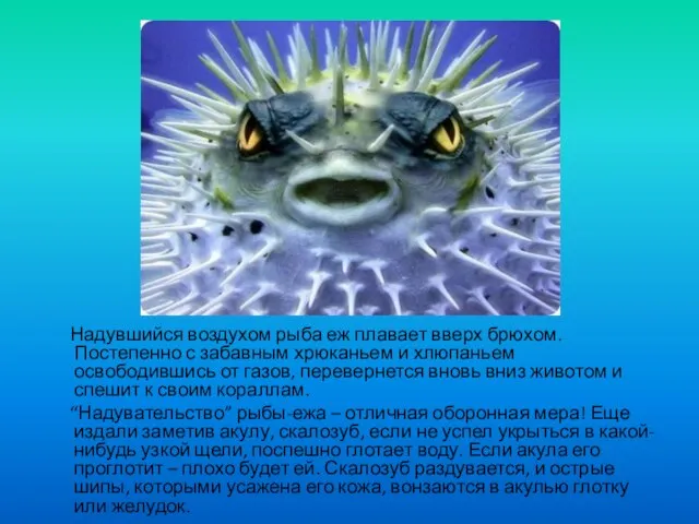 Надувшийся воздухом рыба еж плавает вверх брюхом. Постепенно с забавным хрюканьем и