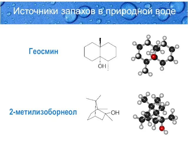 Источники запахов в природной воде Геосмин 2-метилизоборнеол