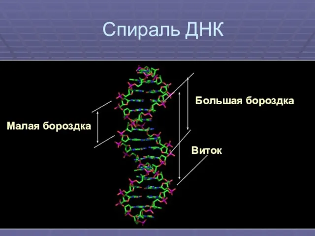 Спираль ДНК Виток Большая бороздка Малая бороздка