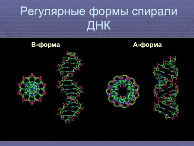 Регулярные формы спирали ДНК В-форма А-форма