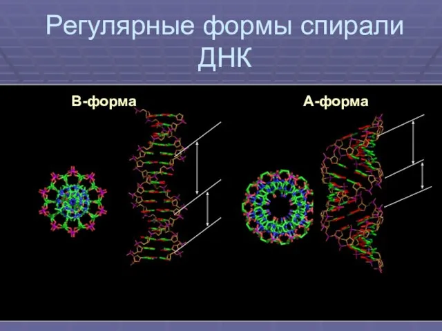 Регулярные формы спирали ДНК В-форма А-форма