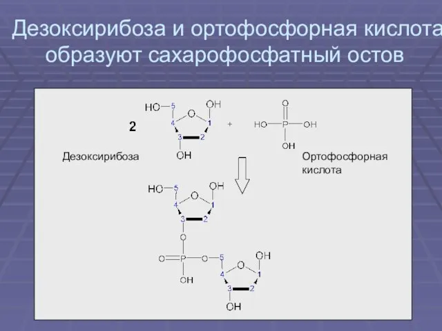 Дезоксирибоза и ортофосфорная кислота образуют сахарофосфатный остов Дезоксирибоза Ортофосфорная кислота