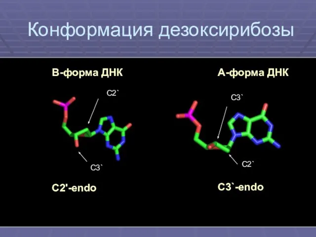 Конформация дезоксирибозы В-форма ДНК А-форма ДНК C2'-endo С3`-endo С2` С3` С3` С2`