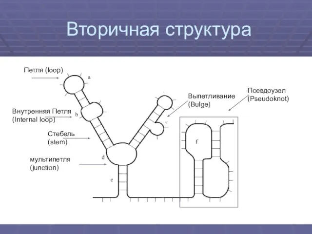 Вторичная структура Петля (loop) Внутренняя Петля (Internal loop) Стебель (stem) мультипетля (junction) Выпетливание (Bulge) Псевдоузел (Pseudoknot)