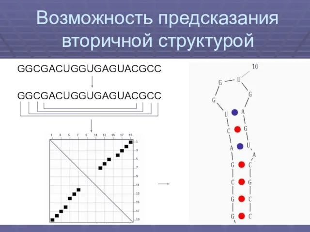 Возможность предсказания вторичной структурой