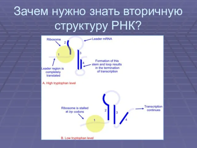 Зачем нужно знать вторичную структуру РНК?